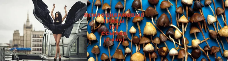 купить  цена  blacksprut зеркало  Псилоцибиновые грибы Psilocybe  Дивногорск 